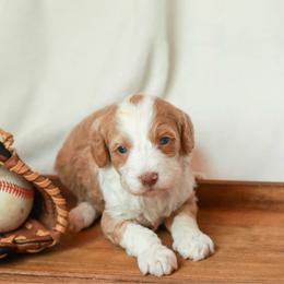 Cracker Jack - Red female Bernedoodle puppy in Jackson, Missouri from Pincksten Family Doodles