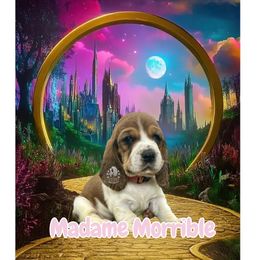 Madame Morrible - Mahogany and white female Basset Hound puppy in Dingess, West Virginia from Tuckers' Howling Hounds
