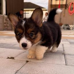 Sugar - Black and tan female American Corgi puppy in Register, Florida from Southern Georgia Corgi Loafs