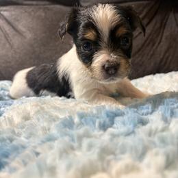 Waffles - Parti male Yorkipoo puppy in San Antonio, Texas from Sweet as dessert puppies
