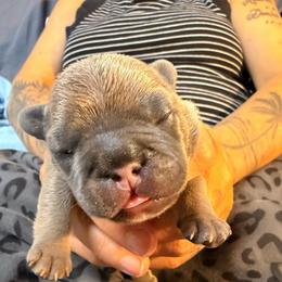 Boy 4 - Blue fawn male French Bulldog puppy in Spanaway, Washington from Frog Faced Frenchies