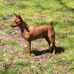 Chiquis - Miniature Pinscher