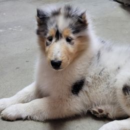 Collies from Gambit Collies
