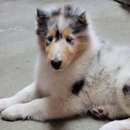 Collies from Gambit Collies