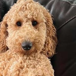 Goldie - Goldendoodle