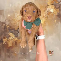 Sparky - Red  male Goldendoodle puppy in Canton, Georgia from Teddy Puppies