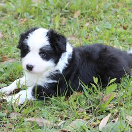 Beanie - Black and white Border Collie puppy in Wildwood, Florida from Isle Breez Border Collies