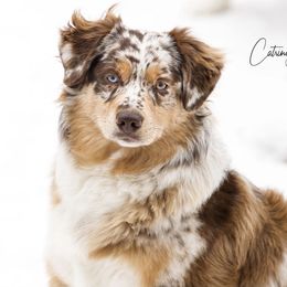 Fable - Australian Shepherd