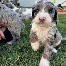 Honey - female Australian Mountain Doodle puppy in Sherrills Ford, North Carolina from Magnolia Grove Farms