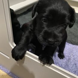 Standard Schnauzer Puppies from Stahlkrieger Standard Schnauzers
