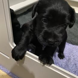 Standard Schnauzer Puppies from Stahlkrieger Standard Schnauzers