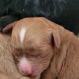 Aussiedoodle, Cavapoo, and Poodle Puppies from B&M Cottonwood Canines