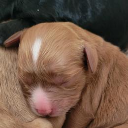 Aussiedoodle, Cavapoo, and Poodle Puppies from B&M Cottonwood Canines