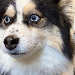 Jackson - Pomsky