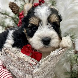 Vincent - Black tan and white male Biewer Terrier puppy in Winslow, Arkansas from Morning Glory Puppies