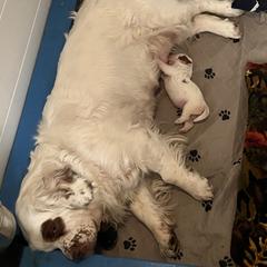 Clumber Spaniel Puppies from Briton Clumber Spaniels