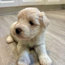 Naomi - White female Miniature Schnauzer puppy in Alabama from Little River Miniature Schnauzers