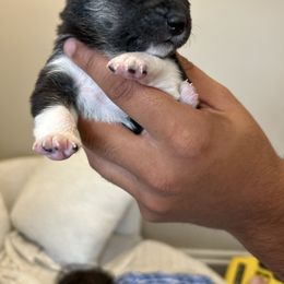 Lexa - Black and tan female Shiba Inu puppy in Elizabeth, New Jersey from Shiba Inu Loving Care