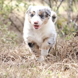 Border Collie Puppies from Sandhill Ranch Border Collies