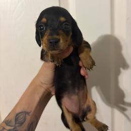 Belle - Black and tan female Dachshund puppy in Conroe, Texas from Dots Dachshunds