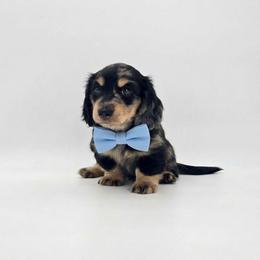 Ricky - Dapple male Dachshund puppy in Zebulon, North Carolina from Salt of the Earth Dachshunds
