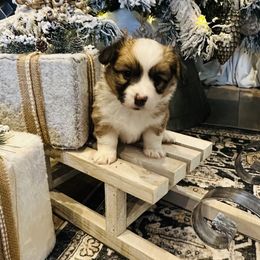 Bellamy - Sable female Pembroke Welsh Corgi puppy in Cashion, Oklahoma from Shabby Chic Corgis