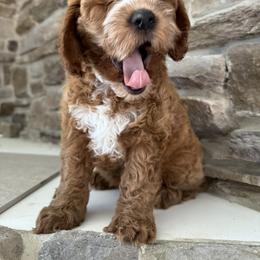 Cockapoo Puppies from M&M Cockapoos of Iowa