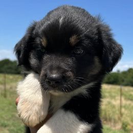 Australian Shepherds from SSS Aussies
