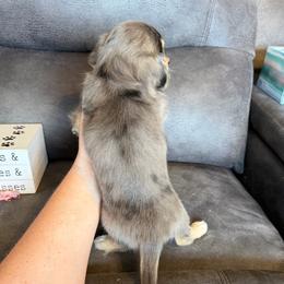 Female 1 spoken for - Dapple female Dachshund puppy in Stuart, Iowa from Johnson Family Paws