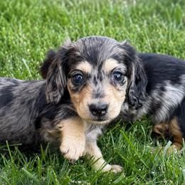 Truffle - Dapple female Dachshund puppy in Salem, Oregon from Longdox Mini Dachshunds