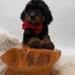 Cashew - Phantom male Bernedoodle puppy in Ocala, Florida from Bernedoodles of Florida