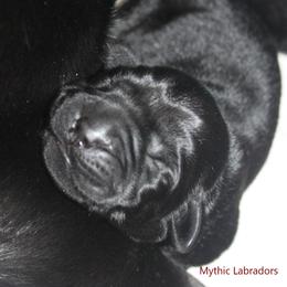 Labrador Retriever Puppies from Mythic Labradors, LLC