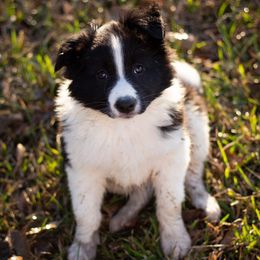 Border Collie Puppies from Zahara Border Collies