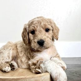 Goldendoodle Puppies from Snugglesndoodles