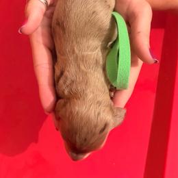 Chandler - Dapple male Dachshund puppy in Broomfield, Colorado from Jessi’s Longdog Lounge