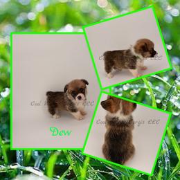 Dew - Red male Pembroke Welsh Corgi puppy in Kiowa, Colorado from Cool Water Corgis LLC