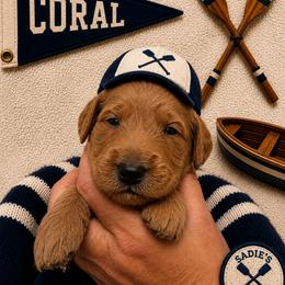 Girl 2 - Red  female Goldendoodle puppy in Placerville, California from New Dawn Poodles and Doodles