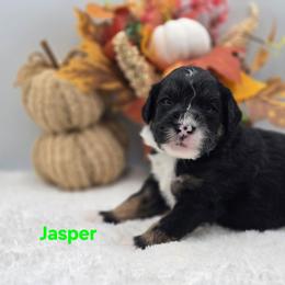 Jasper - Tri-color male Bernedoodle puppy in Summerville, South Carolina from Channys Doodles