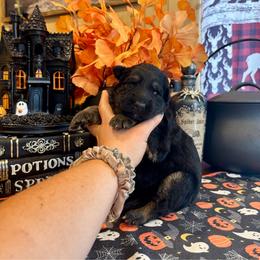 Moonlight - Black and red female German Shepherd puppy in Watervliet, Michigan from M&M Shepherd Farms