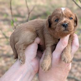 Lyric - Red and white female Shihpoo puppy in Coshocton, Ohio from Forever Family Puppies