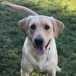 Labrador Retrievers from Havenquest Kennel