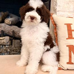 Jude - Brown and white male Aussiedoodle puppy in Allen, Texas from Calena’s Doodles