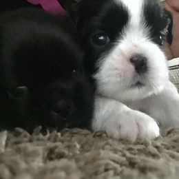 Shih Tzu Puppies from Dream Pups
