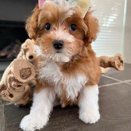 D-Purple Girl - Red  female Goldendoodle puppy in Lewisville, Texas from Texas Goldendoodle Lovers