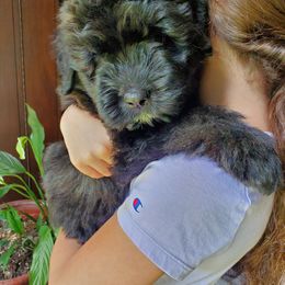 Bouvier des Flandres and Havanese Puppies from Beulah Bouviers and Havanese