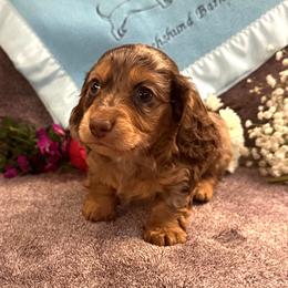 Uno - Dapple male Dachshund puppy in Hensley, Arkansas from The Dachshund Barn