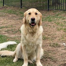 River - Golden Retriever