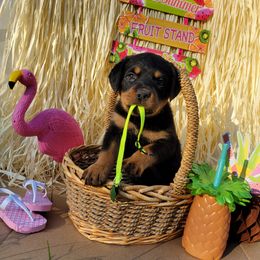 Rottweiler Puppies from C & J Rottweilers