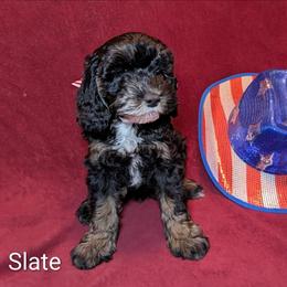 Slate - Black and white male Cockapoo puppy in Sunset, Louisiana from Cano Cockapoos