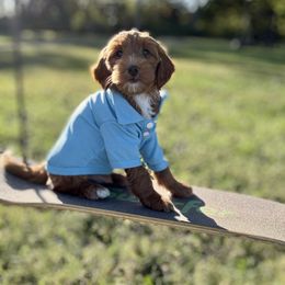 Darren - Red  male Goldendoodle puppy in Murfreesboro, Tennessee from Cherry Lane Farm Doodles